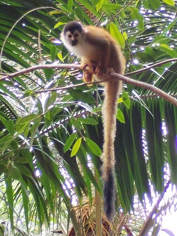 Вилла Happy Monkeys Пуэрто-Хименес Экстерьер фото